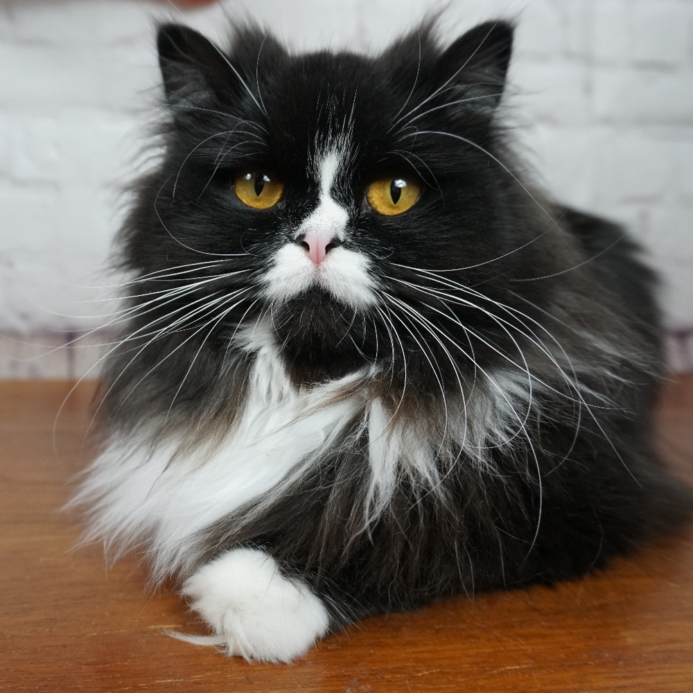 Meet your Posher, Ting